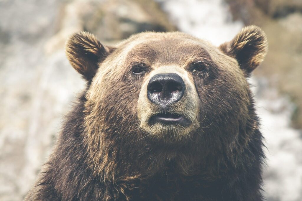 brown bear, grizzly, canada-423202.jpg