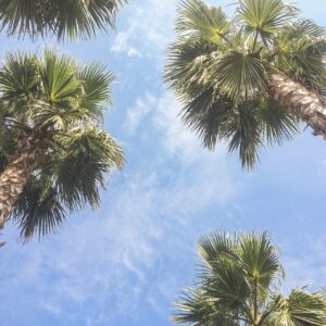 palm trees, sky, tropical-984508.jpg