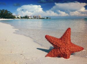 starfish, sand, bahamas-1122849.jpg